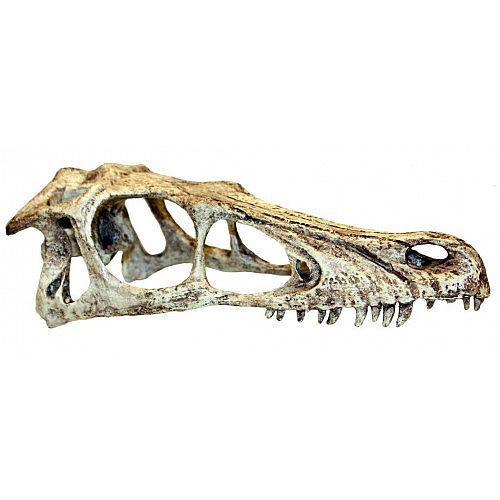 Happy Pet Raptor Skull - Small  82942