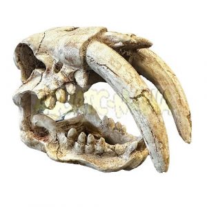 Betta Tusks Skull Aquarium Ornament 15cm (w) x 9.5cm (d) x 11cm (h)  MS758
