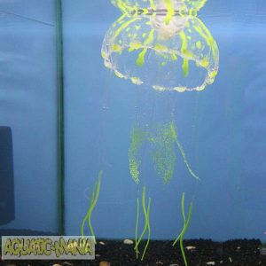 Betta Glow in The Dark Jellyfish Large MS501